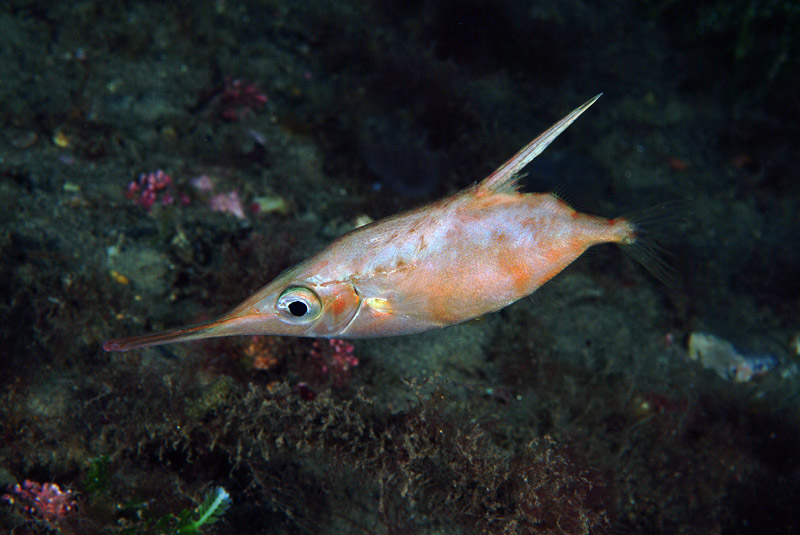 Macroramphosus scolopax
